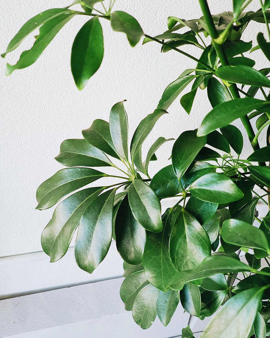 Schefflera arboricola 'Dwarf Umbrella' 30cm