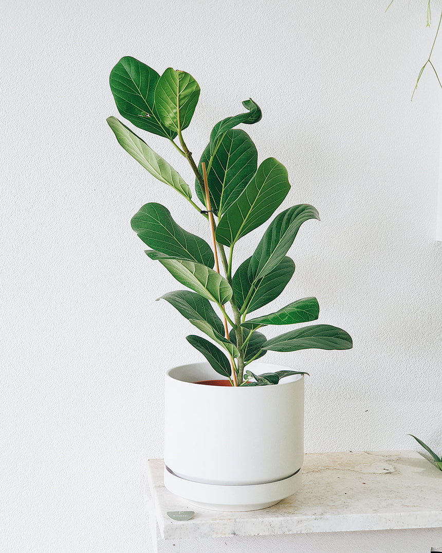 Ficus benghalensis 'Audrey' 20cm