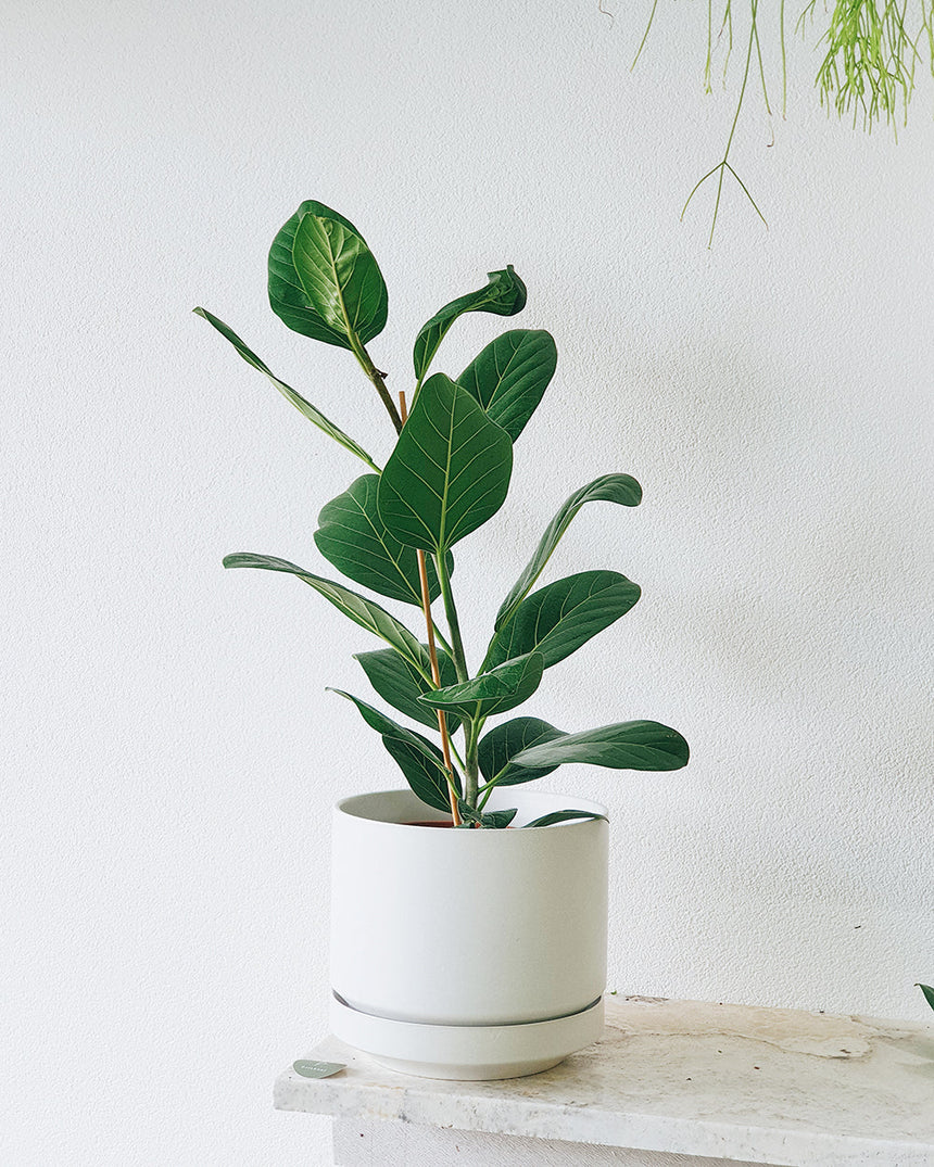 Ficus benghalensis 'Audrey' 20cm