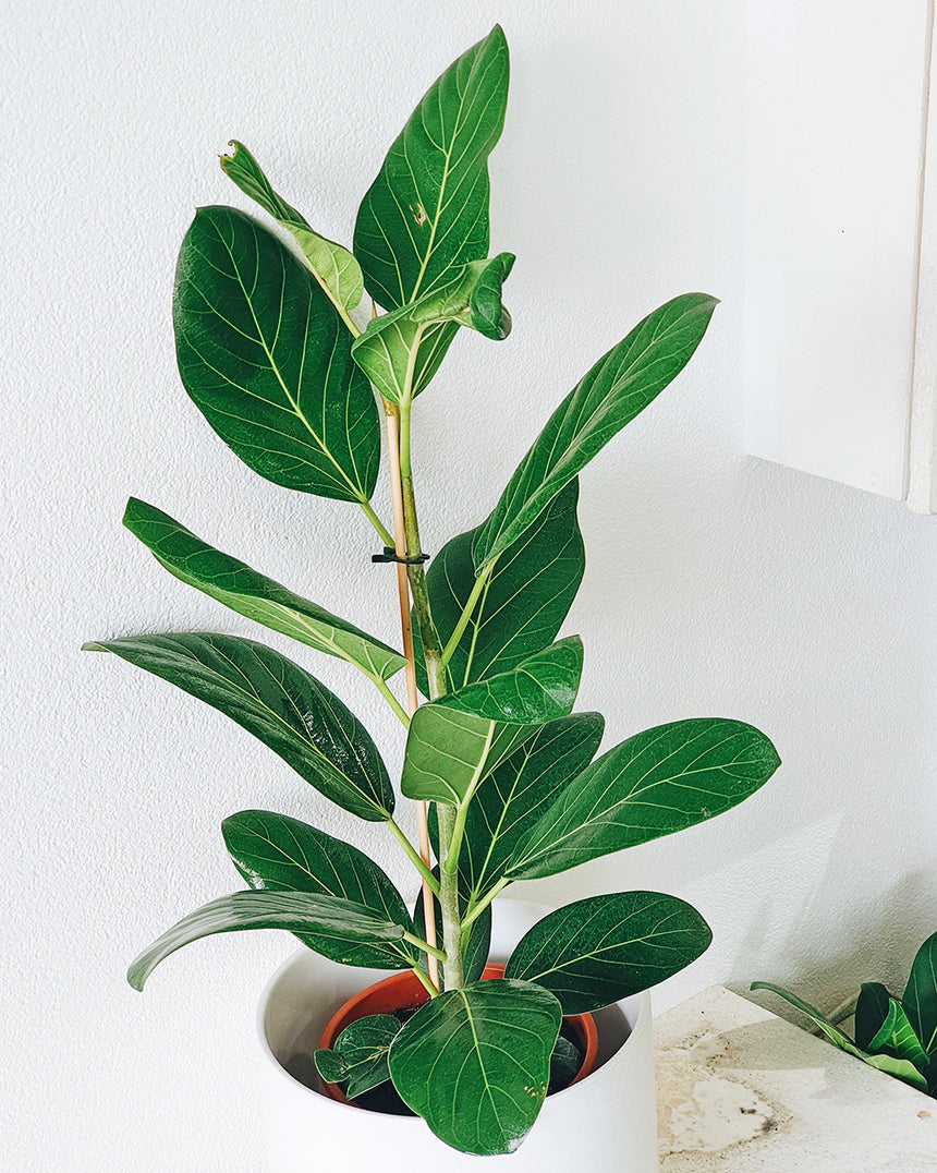 Ficus benghalensis 'Audrey' 25cm
