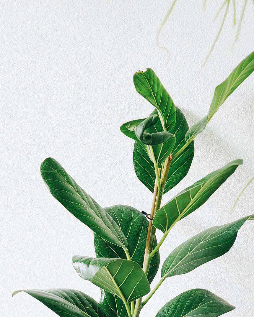 Ficus benghalensis 'Audrey' 20cm