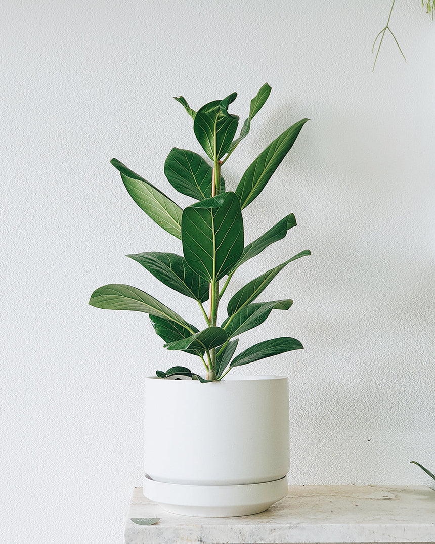 Ficus benghalensis 'Audrey' 20cm