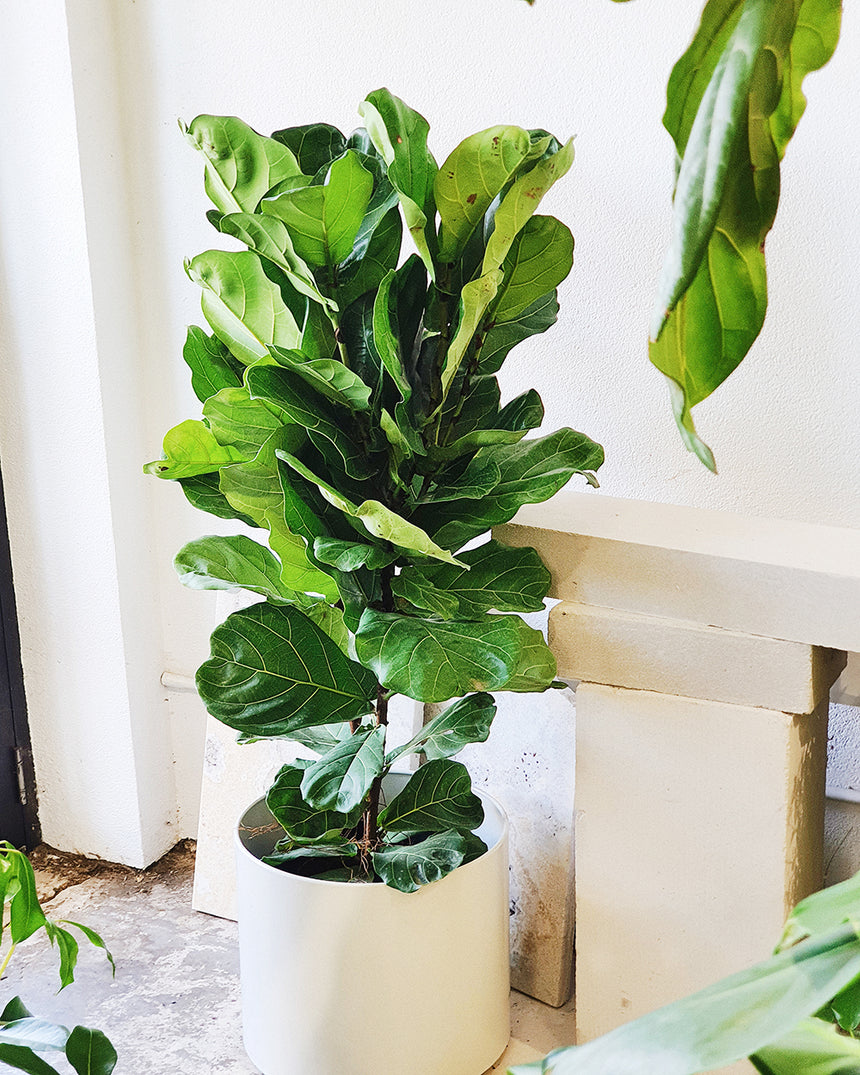 Ficus lyrata 'Fiddle Leaf' 30cm