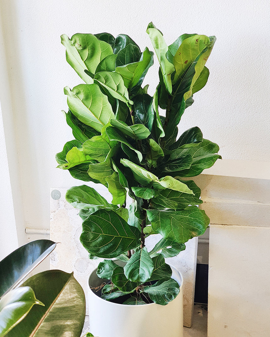 Ficus lyrata 'Fiddle Leaf' 30cm