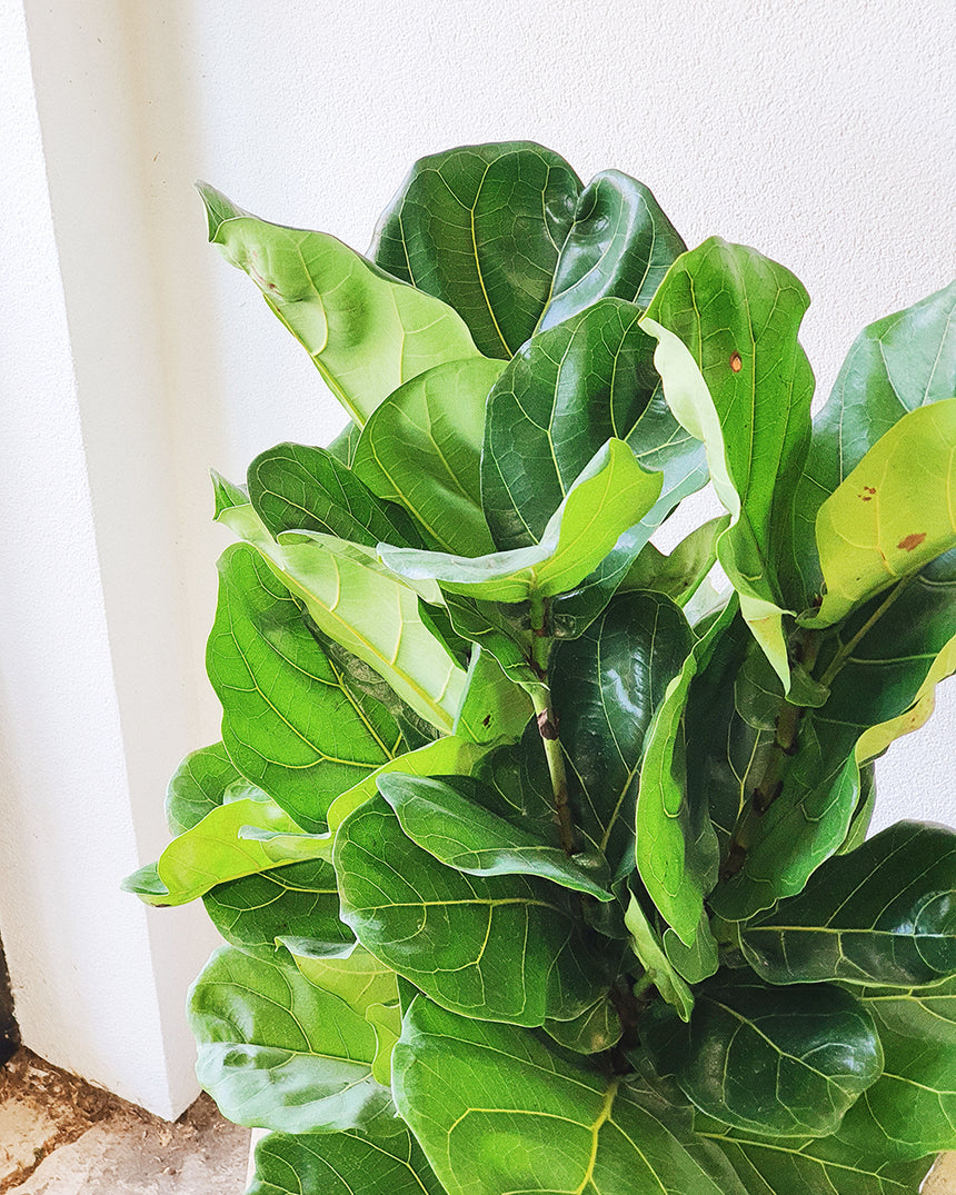 Ficus lyrata 'Fiddle Leaf' 30cm