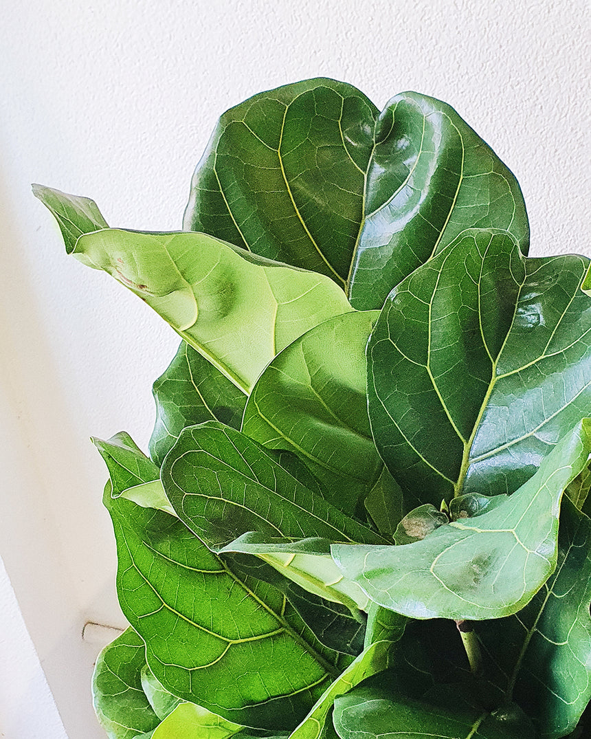 Ficus lyrata 'Fiddle Leaf' 30cm