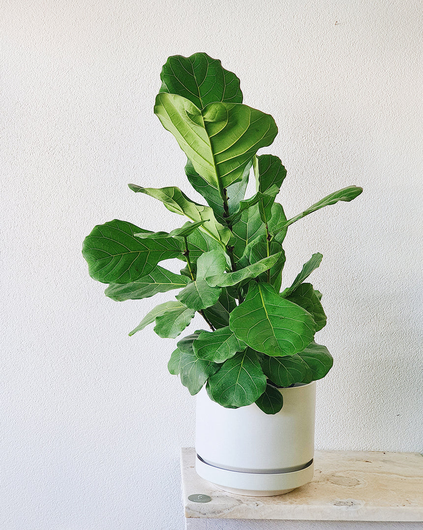 Ficus lyrata 'Fiddle Leaf' 20cm