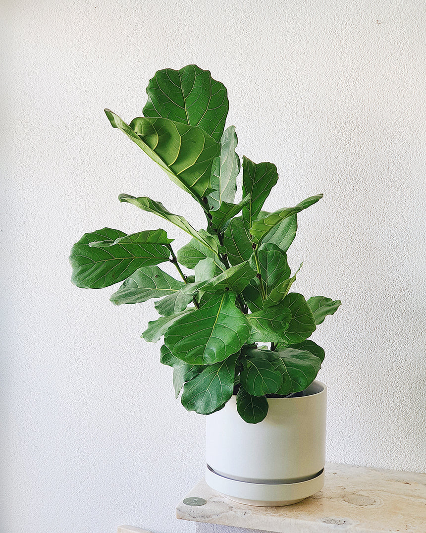 Ficus lyrata 'Fiddle Leaf' 20cm