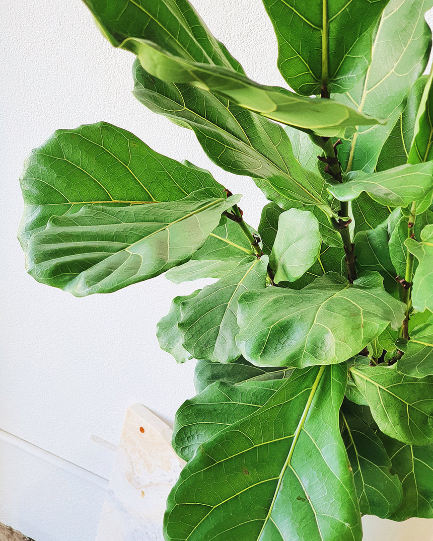 Ficus lyrata 'Fiddle Leaf' 20cm