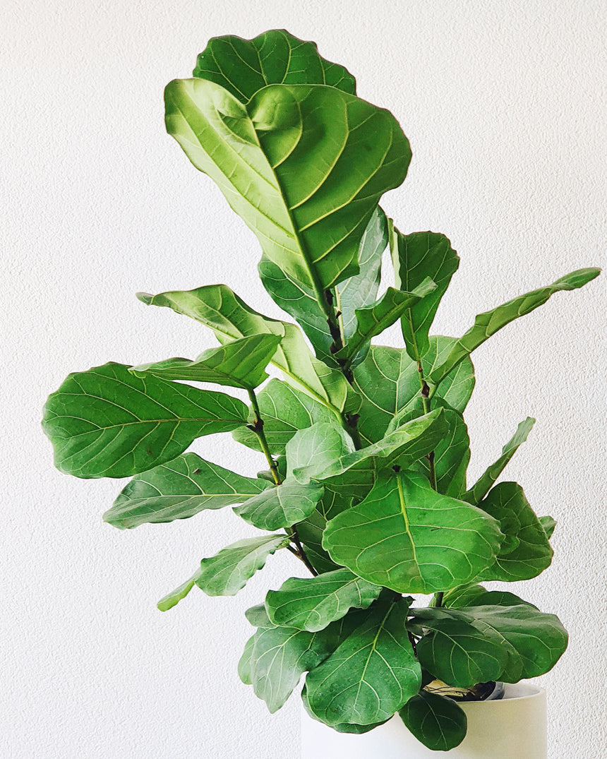 Ficus lyrata 'Fiddle Leaf' 20cm