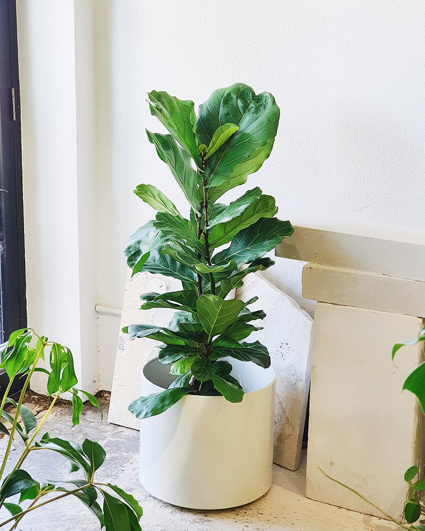 Ficus lyrata 'Fiddle Leaf'  25cm