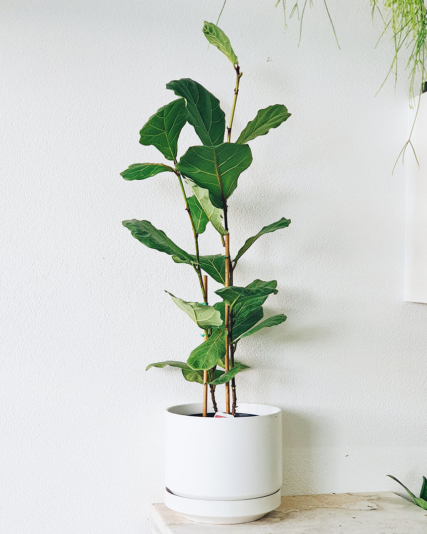 Ficus lyrata 'Fiddle Leaf ' 25cm