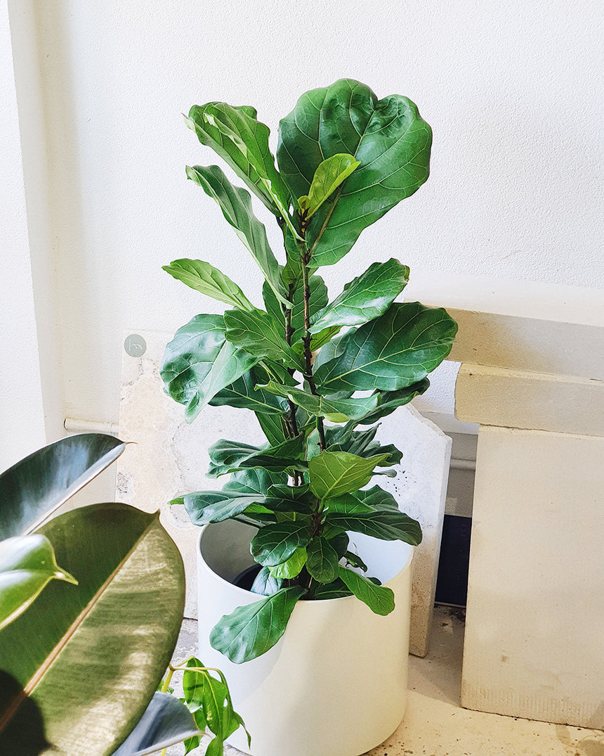 Ficus lyrata 'Fiddle Leaf'  25cm