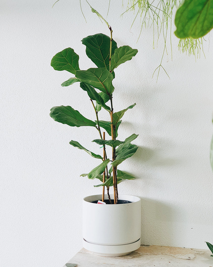 Ficus lyrata 'Fiddle Leaf ' 25cm