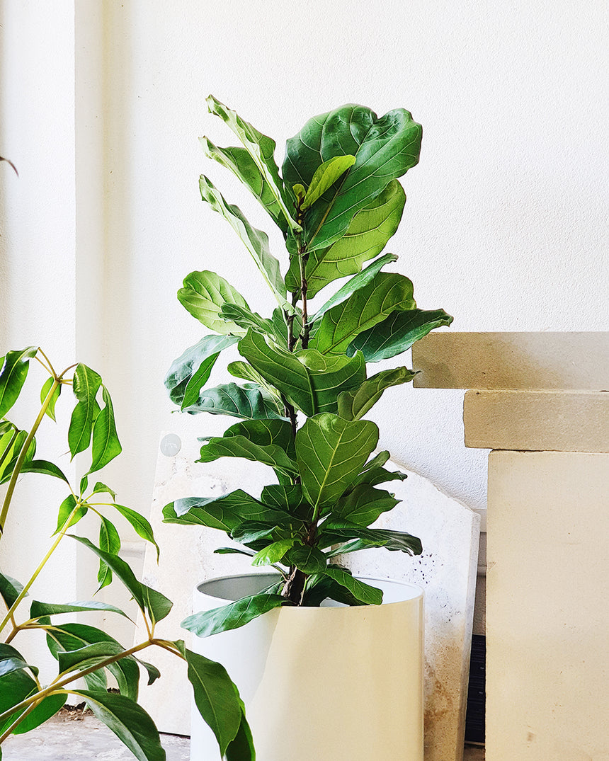 Ficus lyrata 'Fiddle Leaf'  25cm