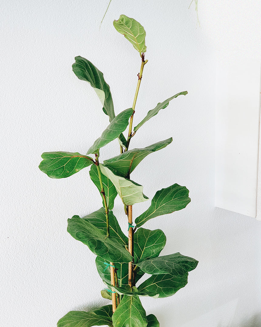 Ficus lyrata 'Fiddle Leaf ' 25cm