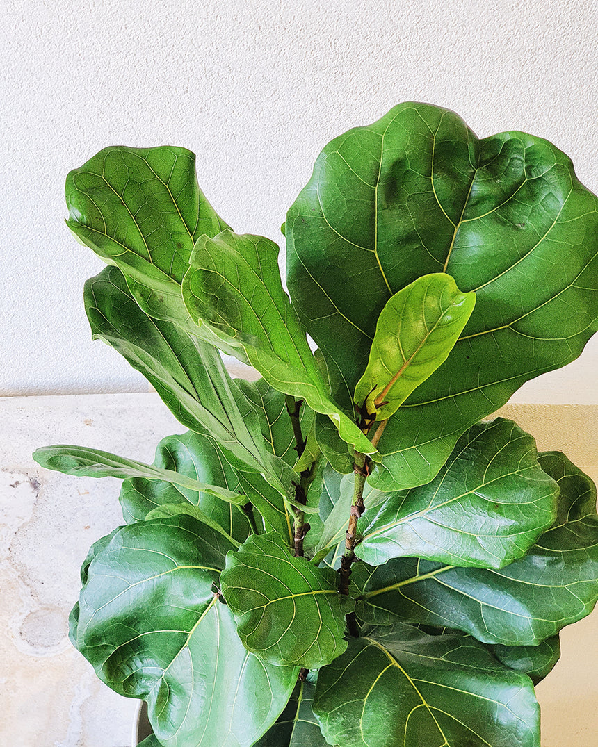 Ficus lyrata 'Fiddle Leaf'  25cm