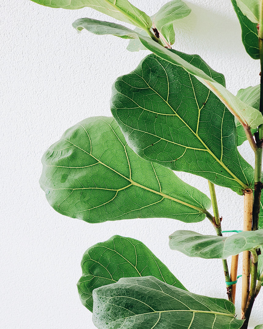 Ficus lyrata 'Fiddle Leaf ' 25cm