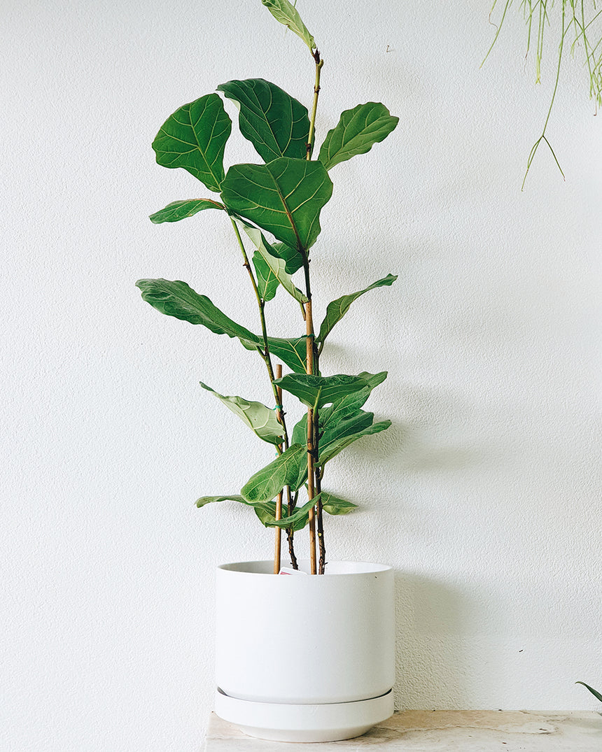 Ficus lyrata 'Fiddle Leaf ' 25cm