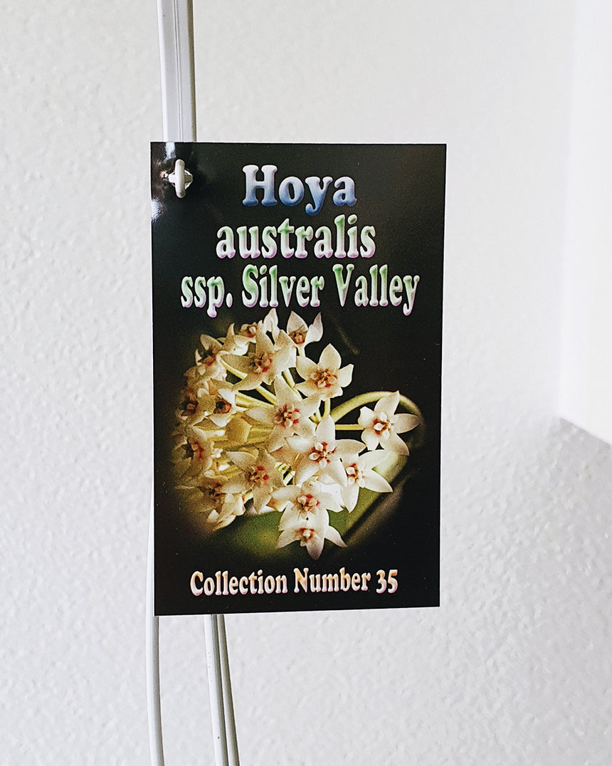 Hoya australis ssp 'Silver Valley' - 13cm