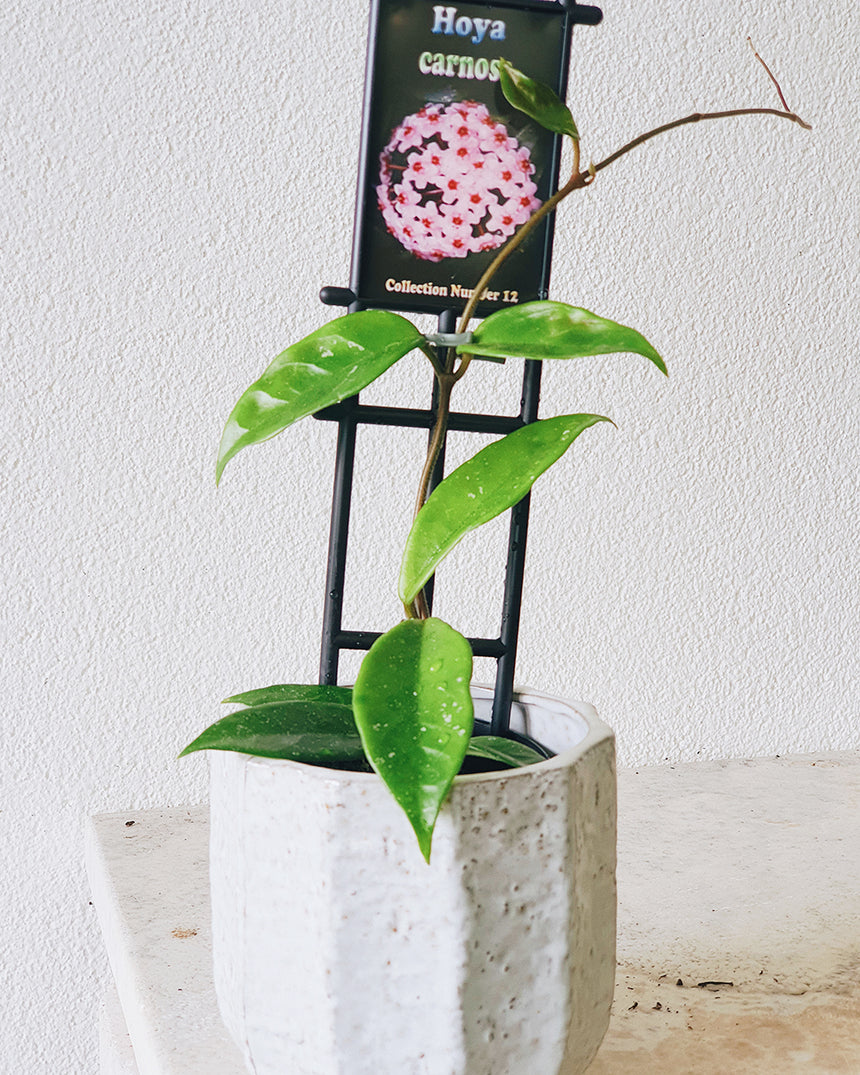 Hoya carnosa 10cm