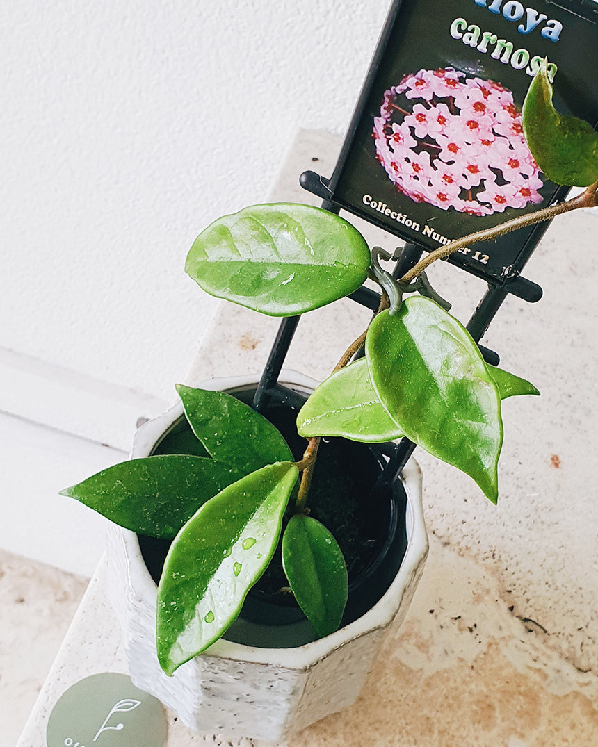 Hoya carnosa 10cm