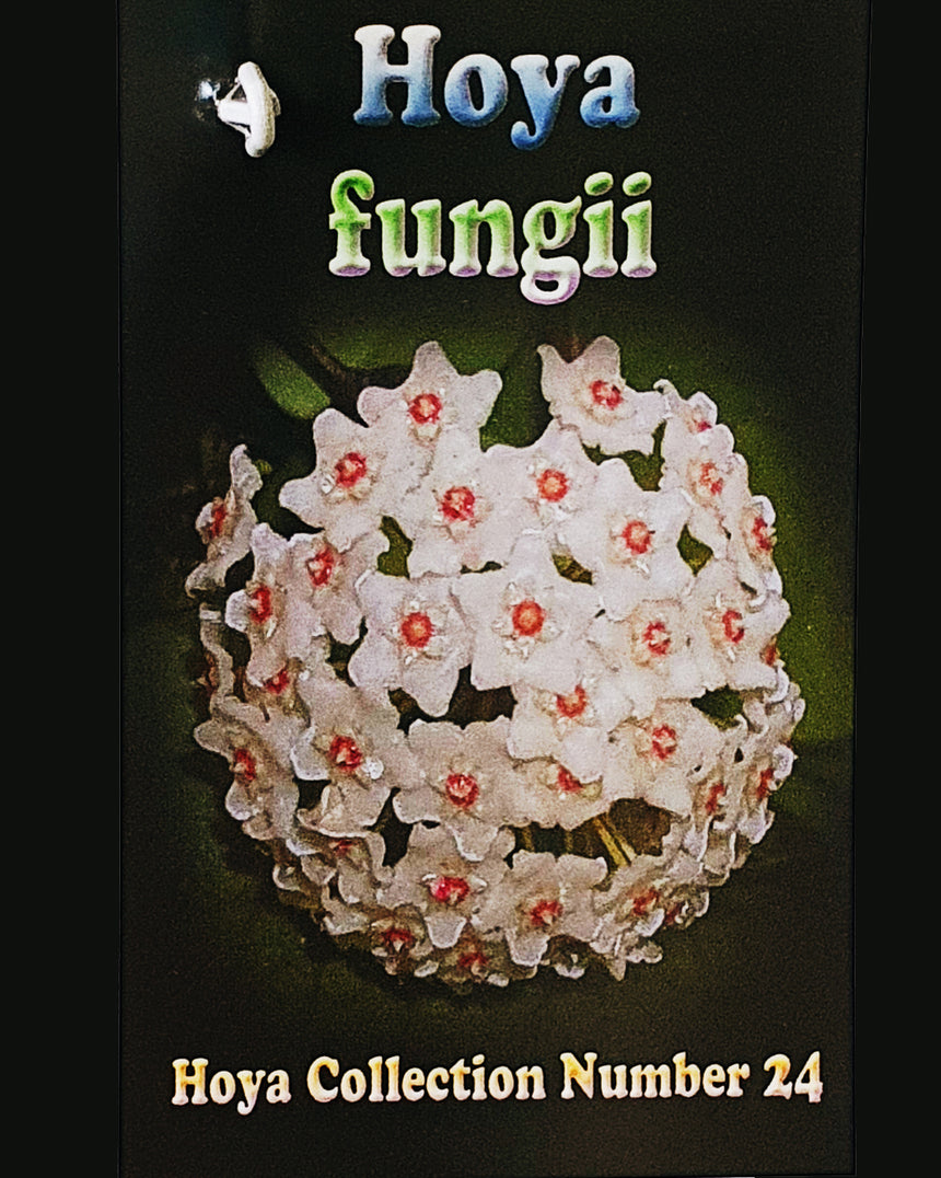 Hoya fungii - 13cm