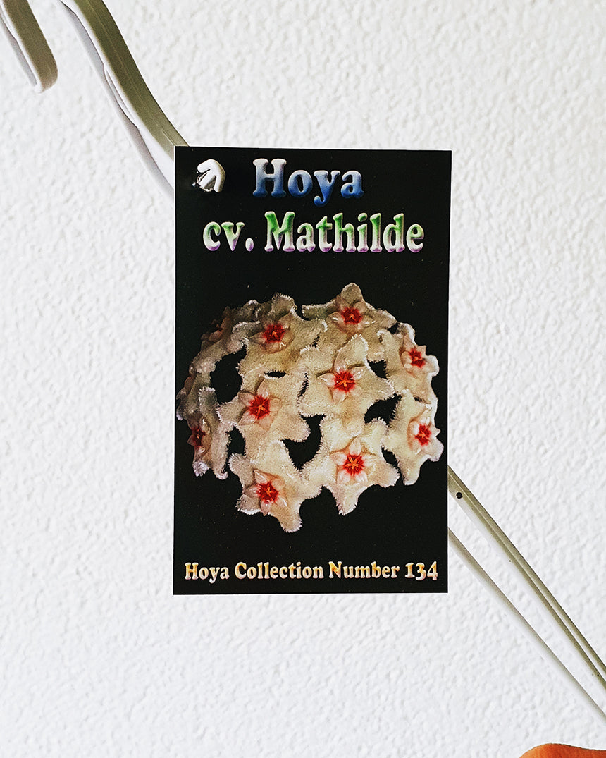 Hoya mathilde 13cm