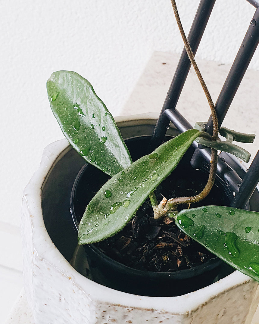 Hoya sheperdeii 13cm