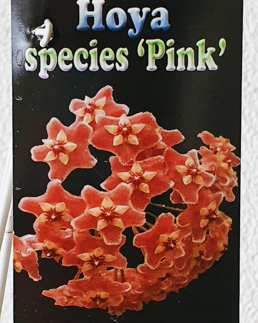 Hoya 'Species Pink' - 10cm