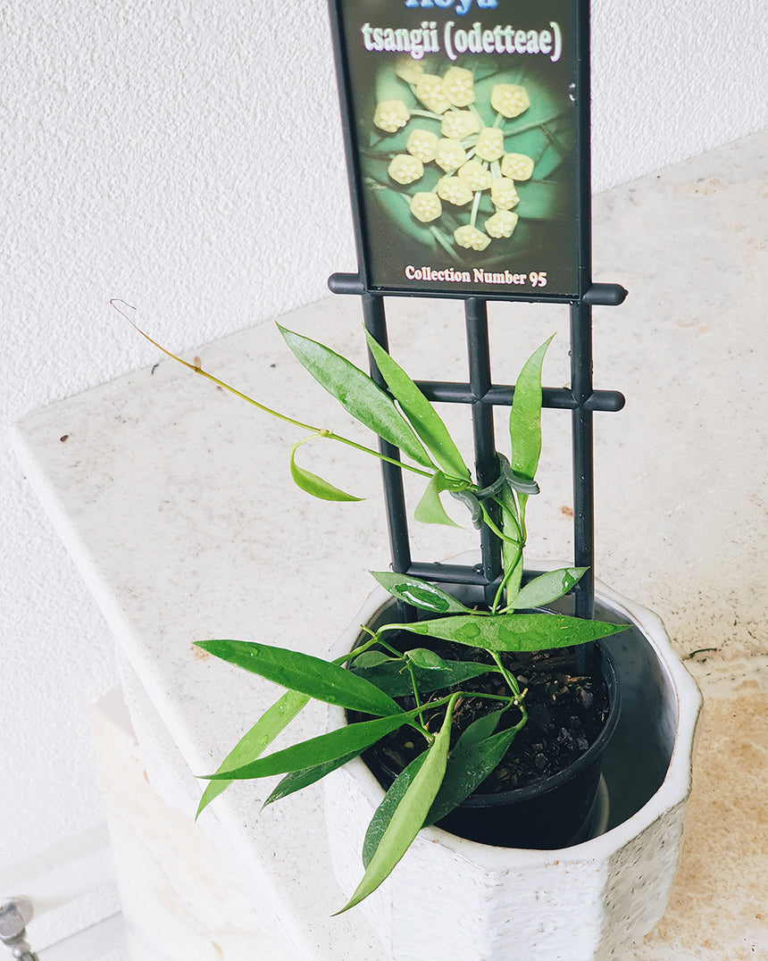 Hoya tsangii (Odetteae) 10cm