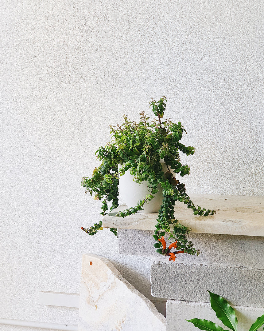 Aeschynanthus radicans 'Lipstick Plant' - 13cm