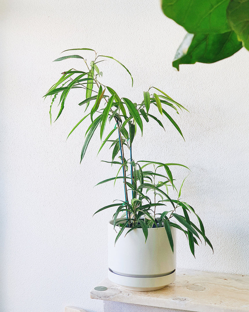 Ficus maclellandii 'Alii Leaf Fig'  25cm
