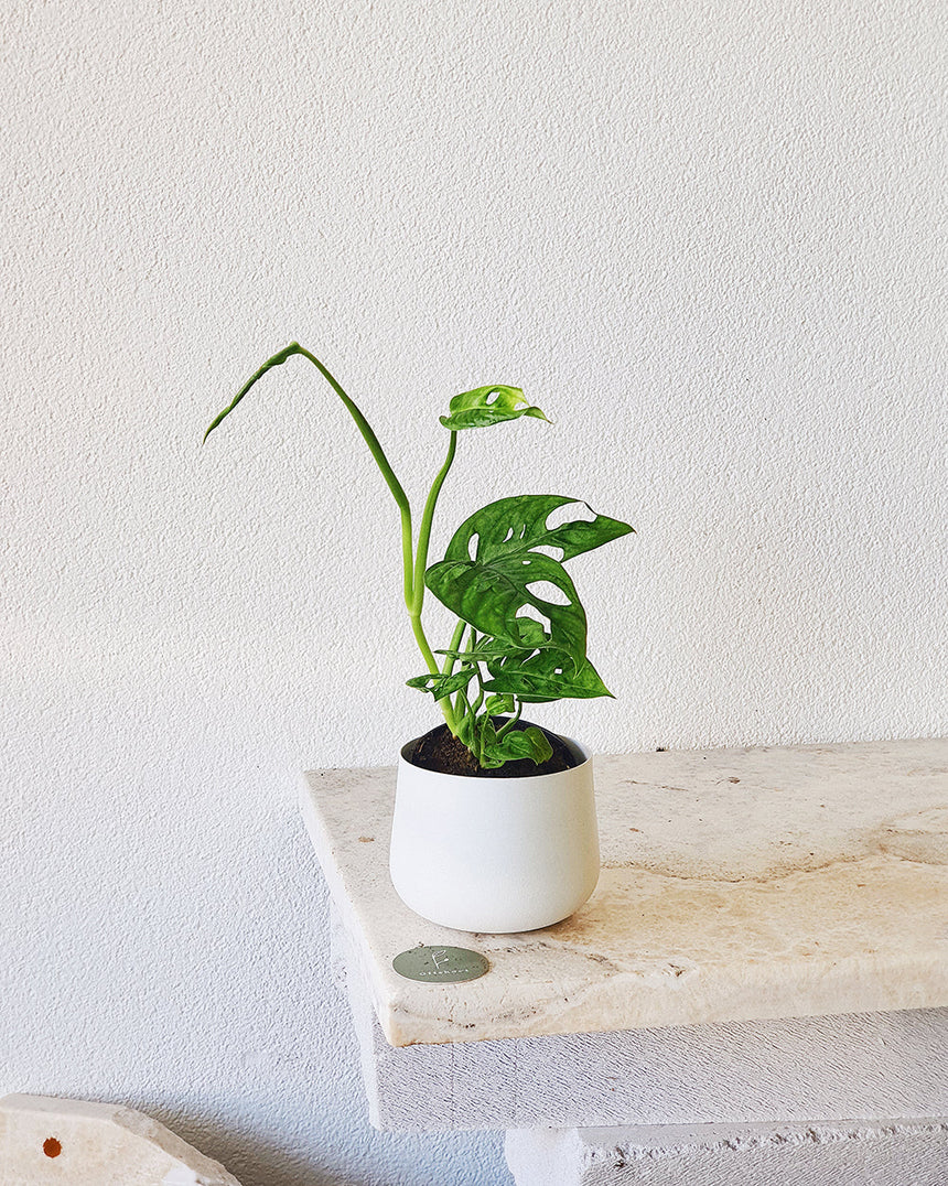 Monstera adansonii (Monkey Mask) - 12cm