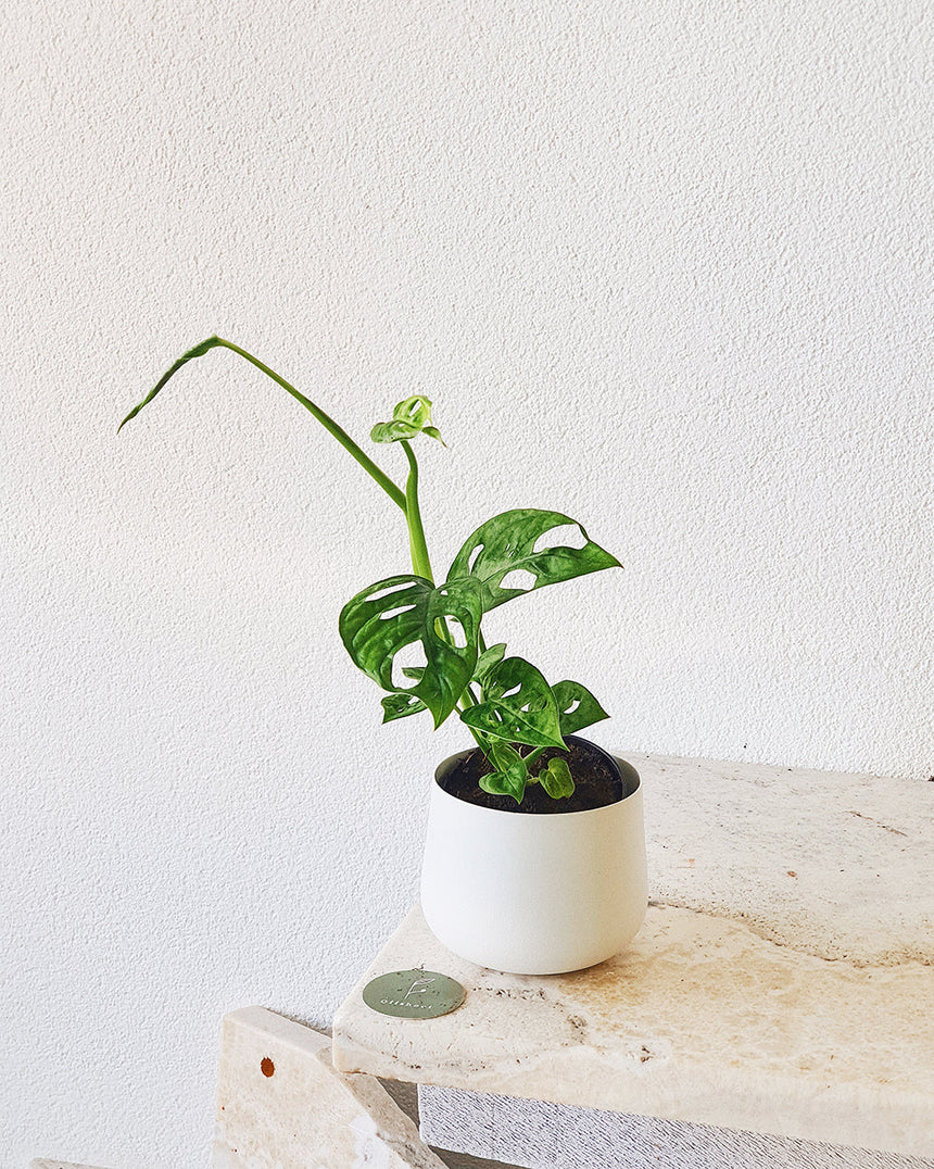 Monstera adansonii (Monkey Mask) - 12cm