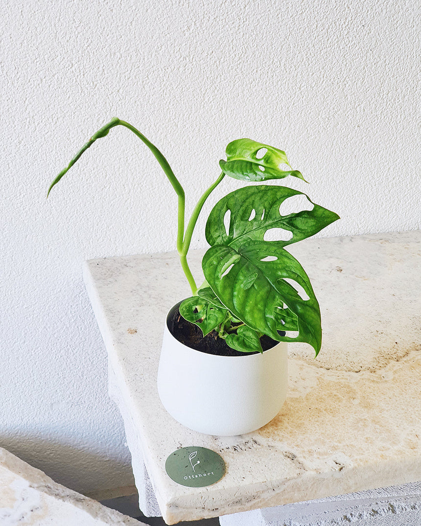 Monstera adansonii (Monkey Mask) - 12cm