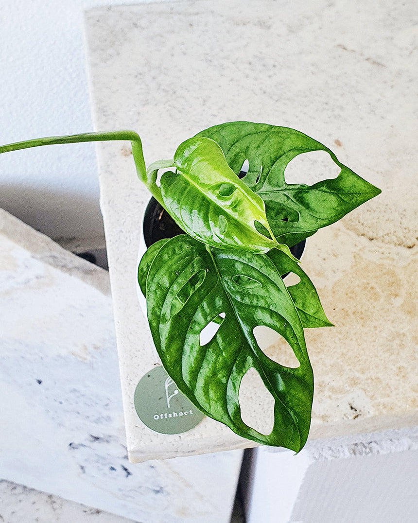 Monstera adansonii (Monkey Mask) - 12cm