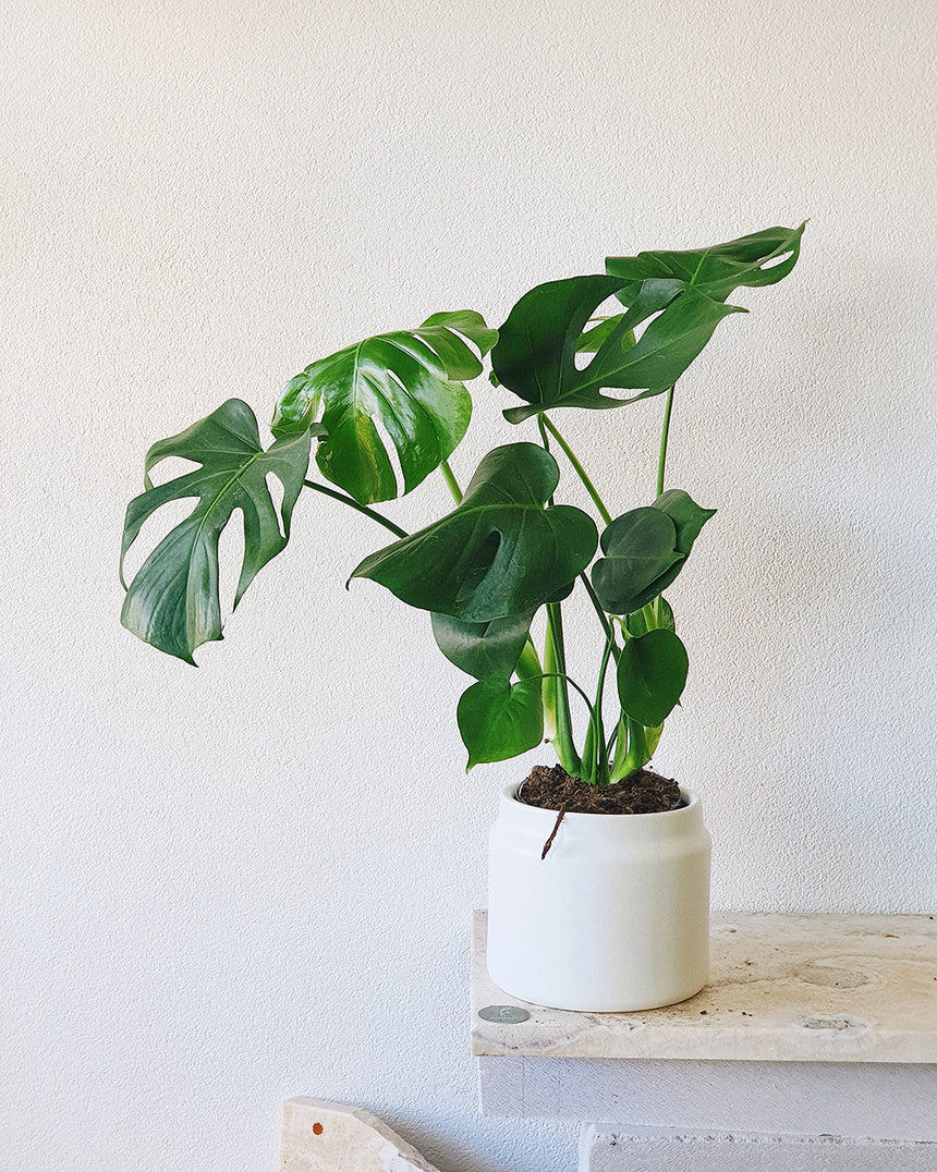 Monstera deliciosa  20cm