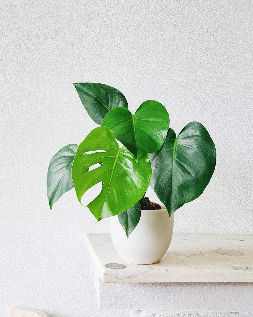 Monstera deliciosa   17cm