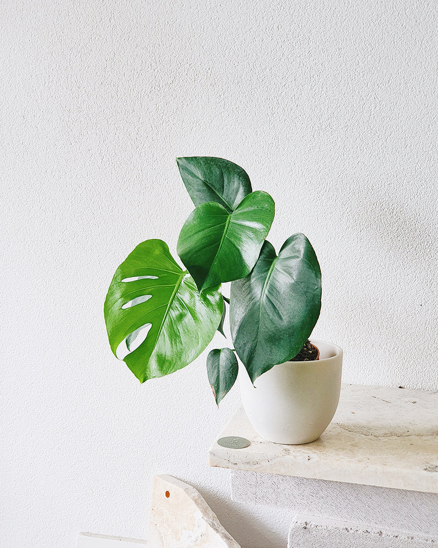 Monstera deliciosa 14cm