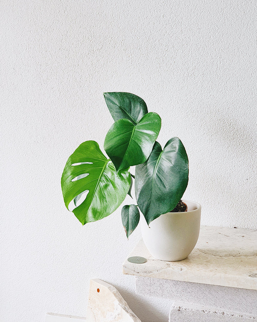 Monstera deliciosa   17cm