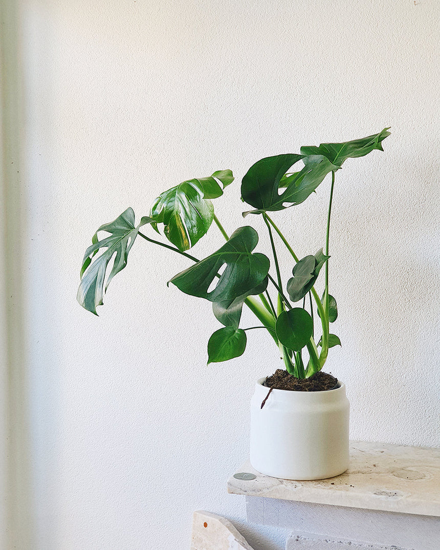 Monstera deliciosa  20cm