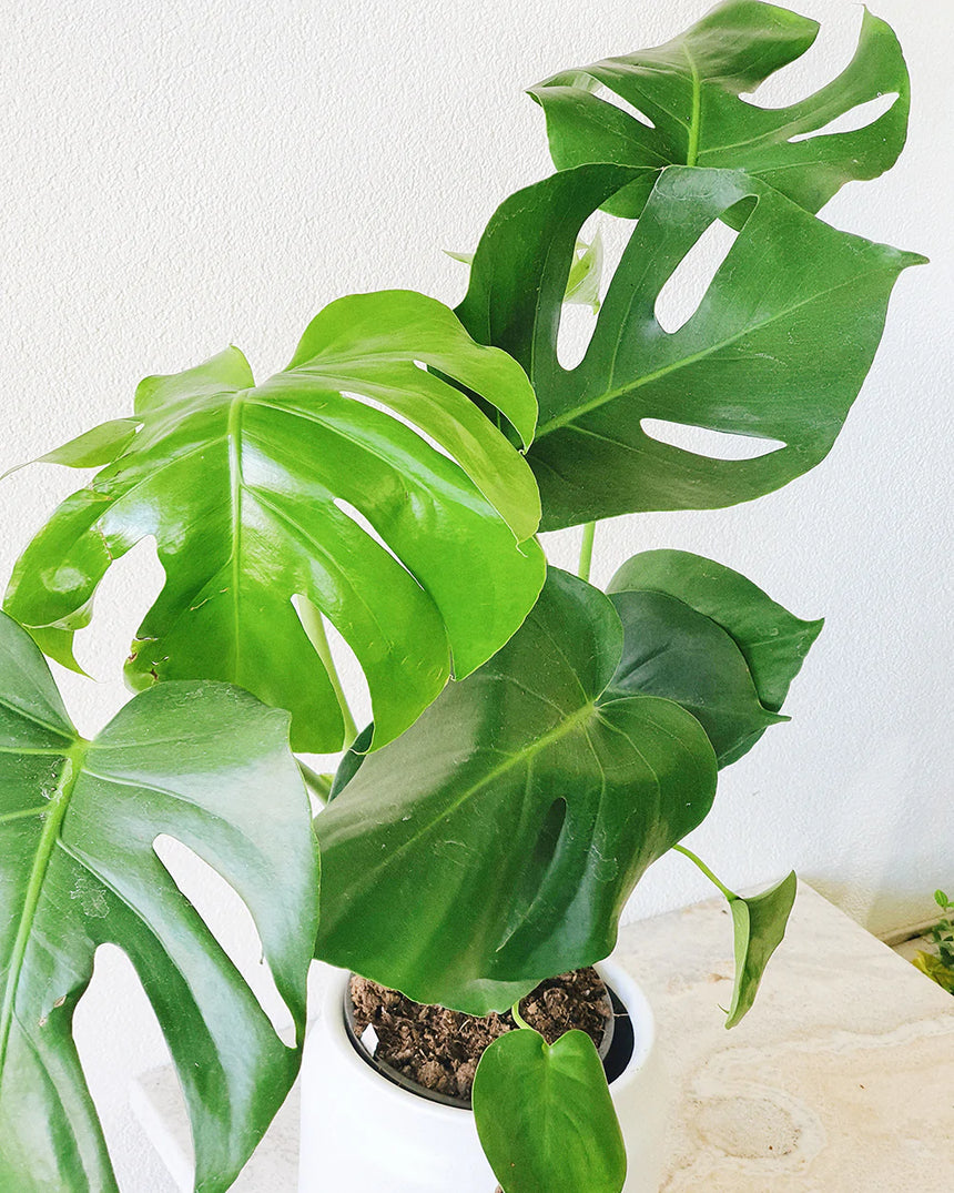 Monstera deliciosa  20cm