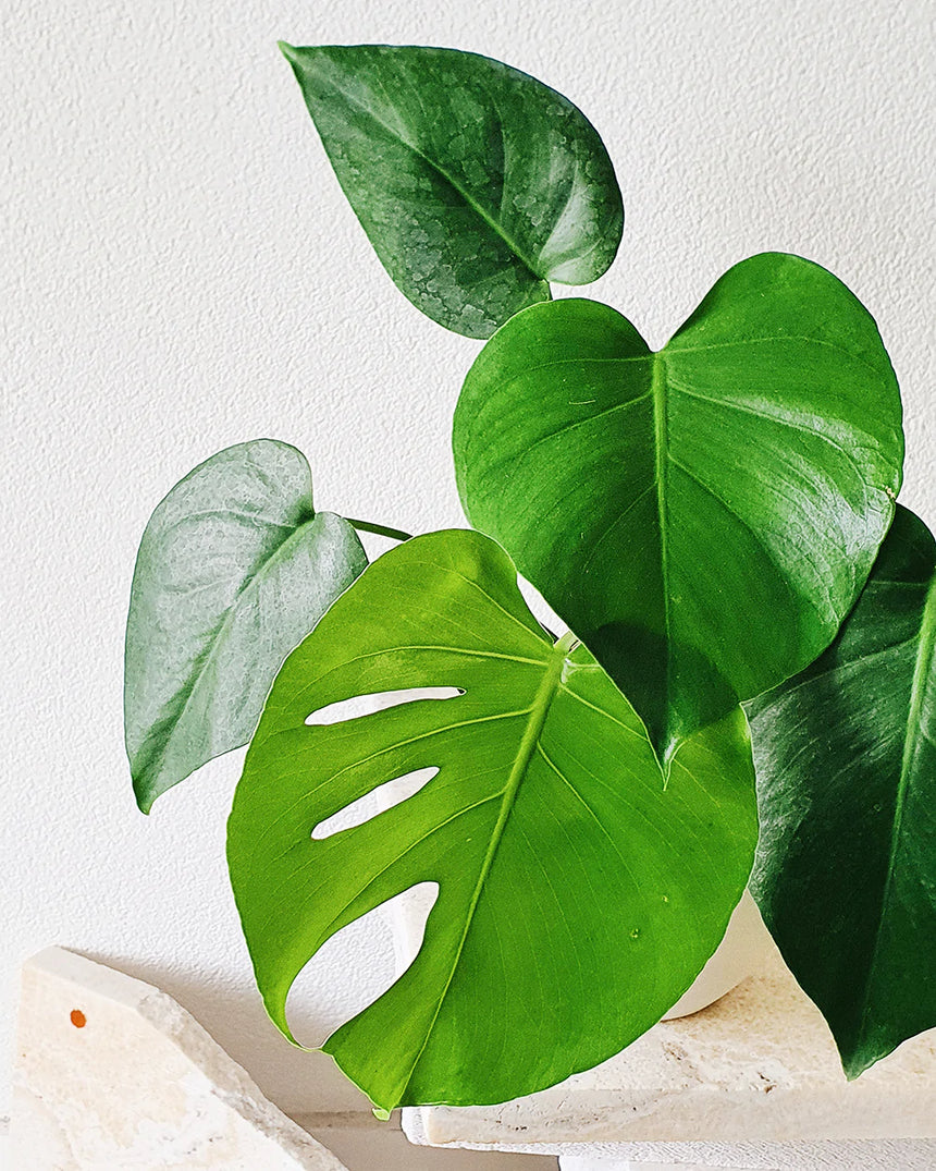 Monstera deliciosa   17cm