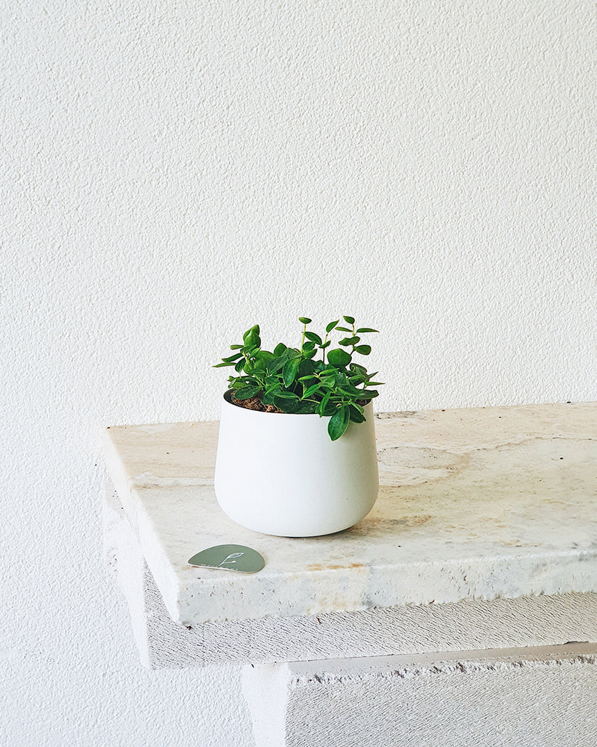 Peperomia angulata 'Rocca Verde' - 9.5cm