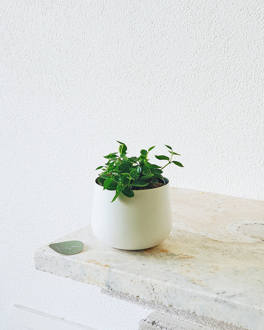 Peperomia angulata 'Rocca Verde' - 9.5cm