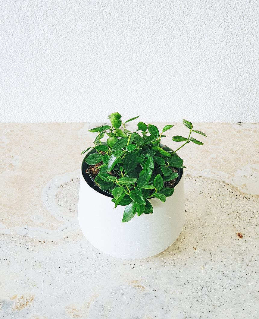 Peperomia angulata 'Rocca Verde' - 9.5cm