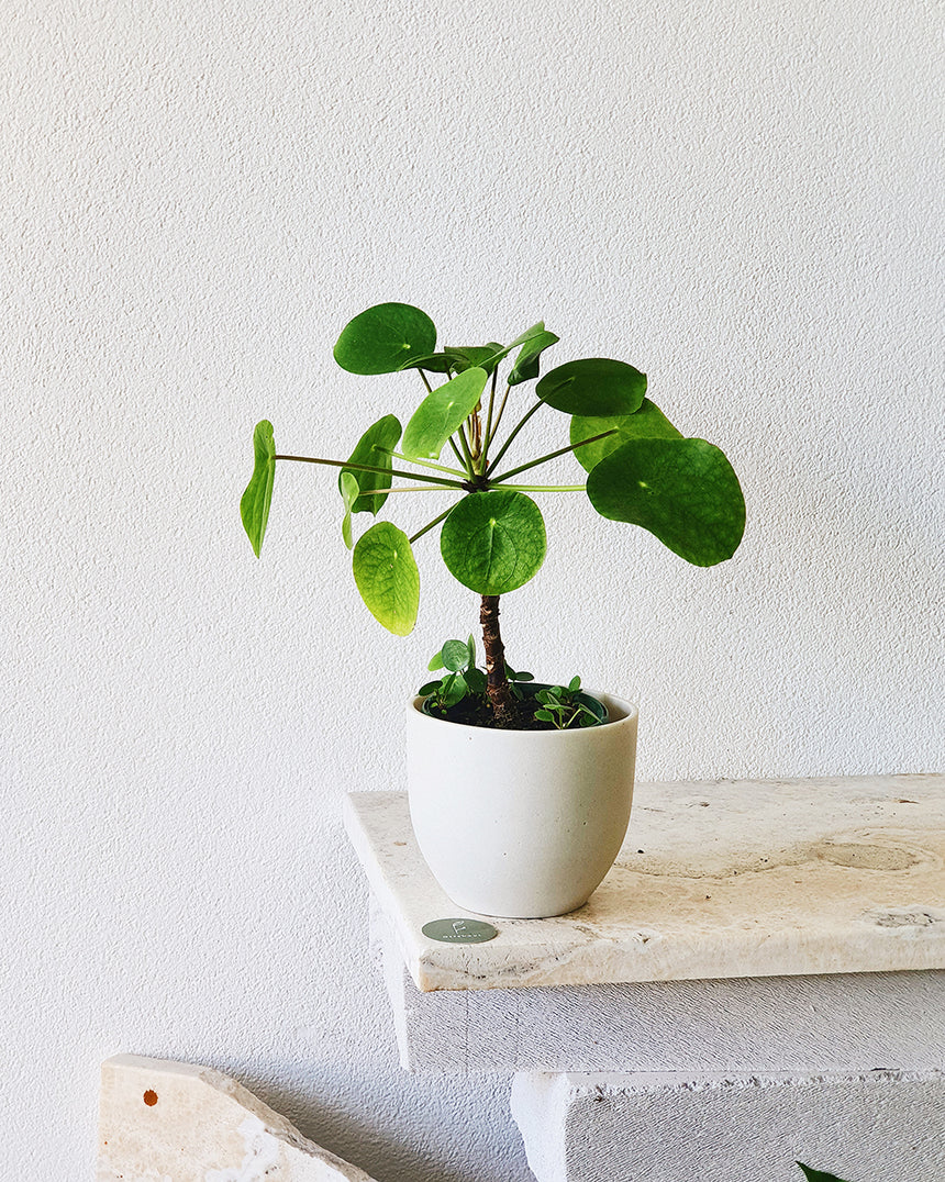 Pilea peperomioides Tall - 13cm