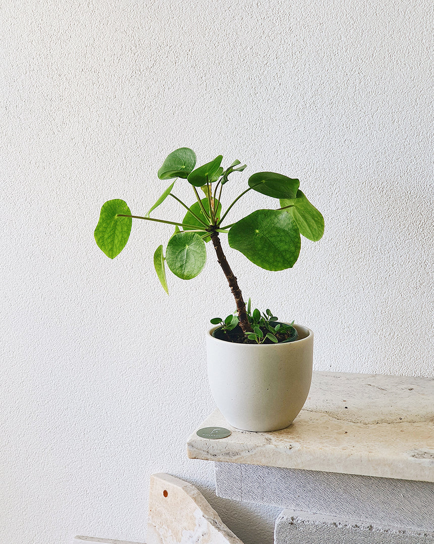 Pilea peperomioides Tall - 13cm