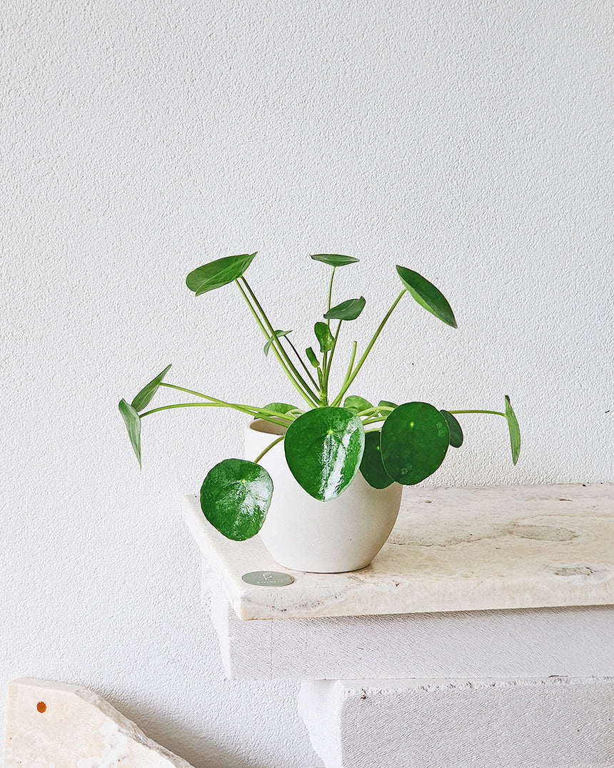 Pilea peperomioides  'Chinese Money Plant' 13cm